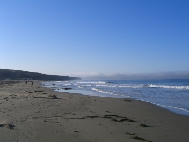 Beach and Dogs