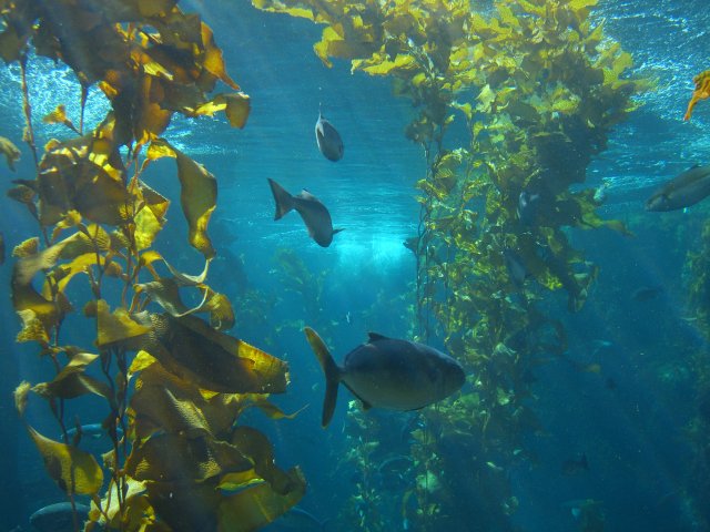 Kelp Forest