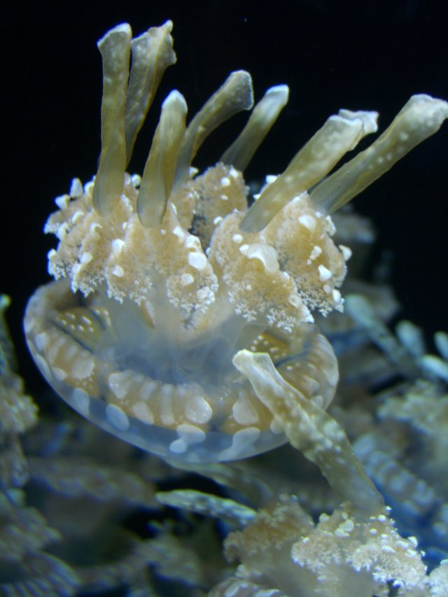 Jellyfish