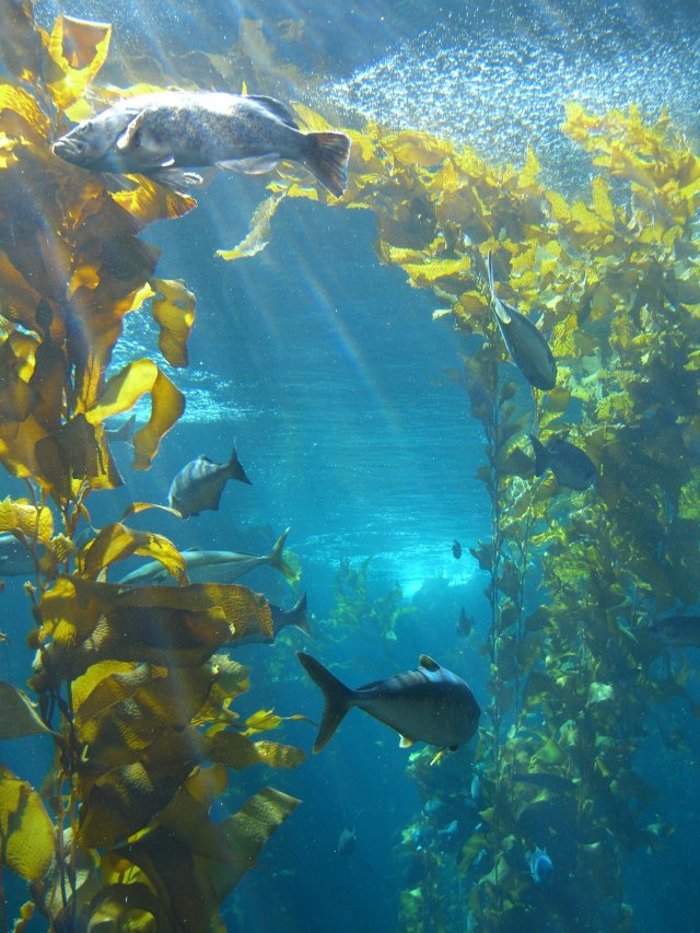 Kelp Forest