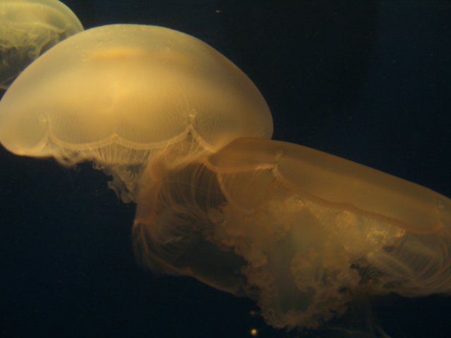 Jellyfish