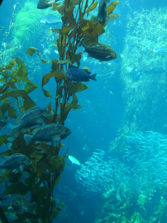 Kelp Forest